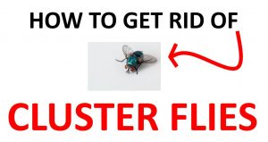 How to Get Rid of Cluster Flies (Fast) - 2022 | BugWiz