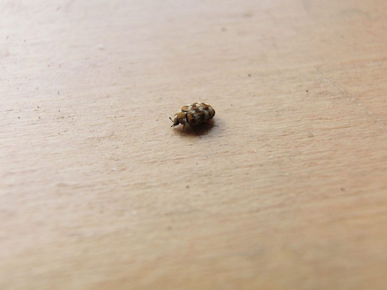 How to Get Rid of Tiny Flying Bugs on Light Fixtures (Naturally) BugWiz