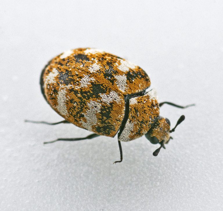 How to Get Rid of Carpet Beetles Naturally (And Fast) BugWiz