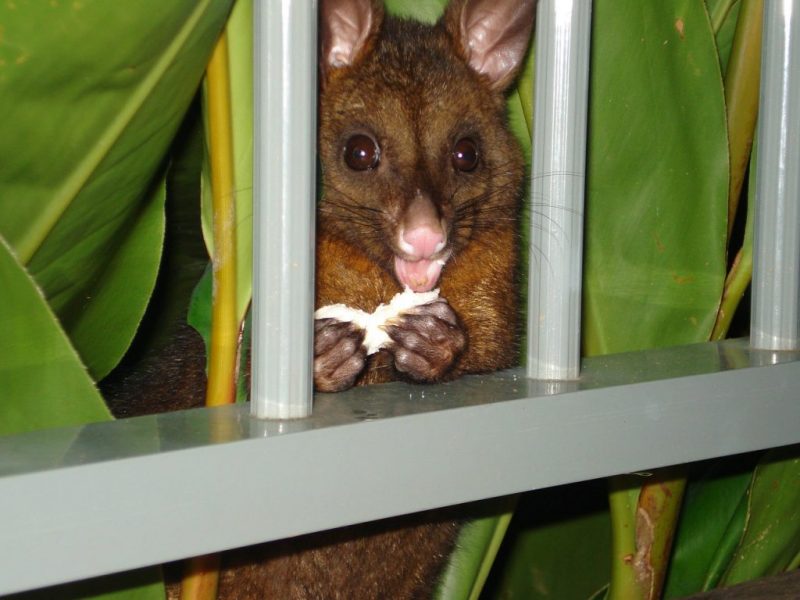How to Get Rid of Possums Naturally (DIY Remedies) BugWiz