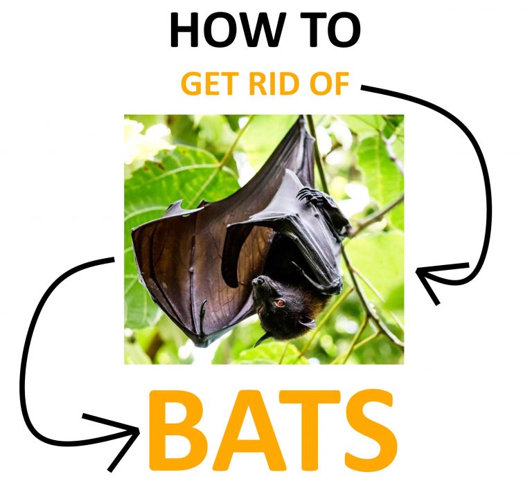 How to Get Rid of Bats Naturally (Little & Big Brown Bats) 2022 BugWiz