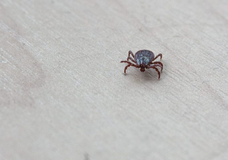 How to Get Rid of Clover Mites Naturally (Home and Garden) BugWiz