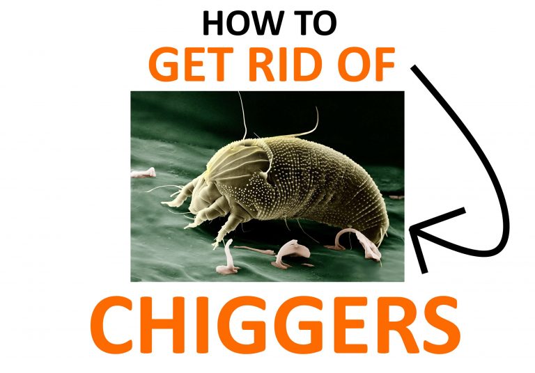 How to Get Rid of Chigger Bugs (Naturally) BugWiz