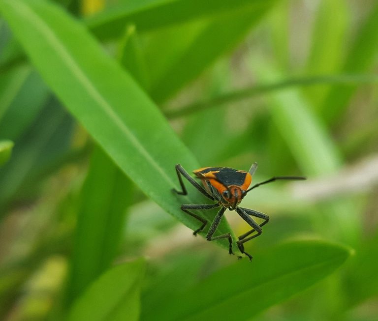 How to Get Rid of Milkweed Bugs (Naturally) BugWiz