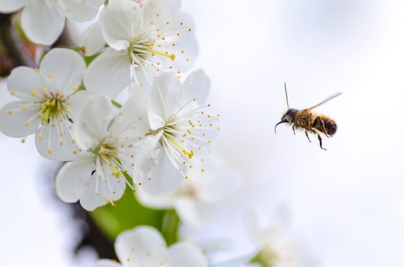 How to Keep Bees Away From Your House (Ultimate Guide) BugWiz