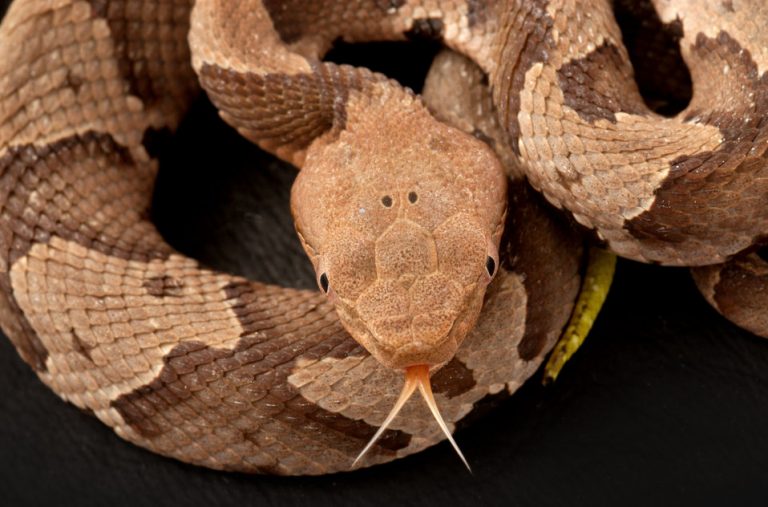 How to Get Rid of Copperheads Naturally (Both Yard and Home!) BugWiz