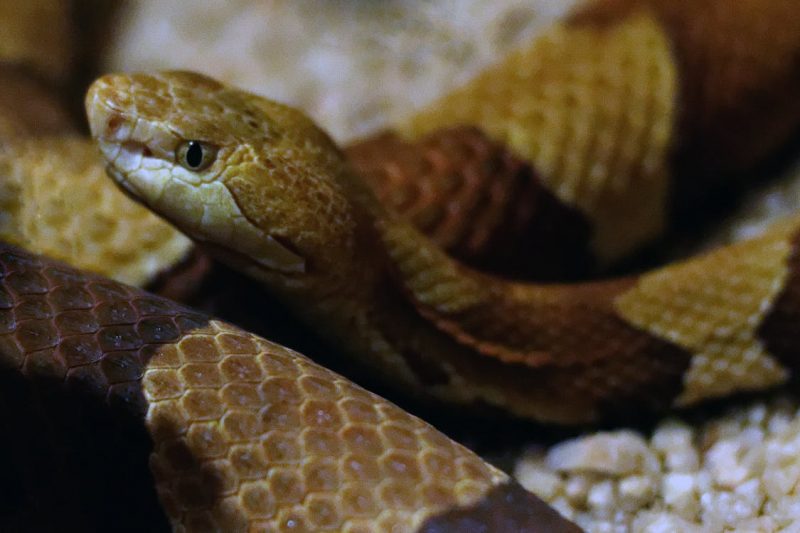 How to Get Rid of Copperheads Naturally (Both Yard and Home!) BugWiz