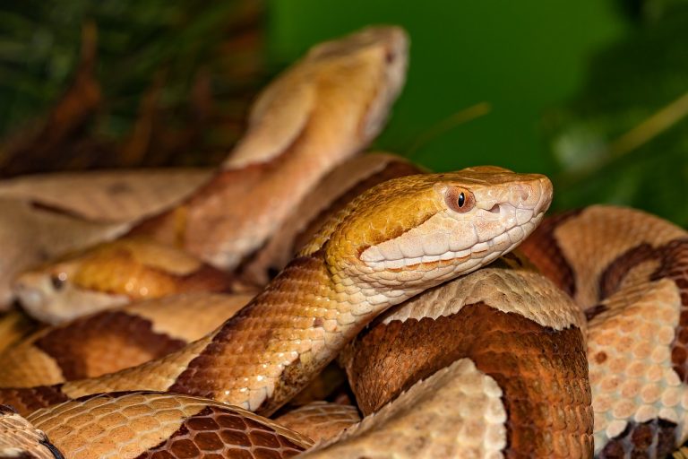 How to Get Rid of Copperheads Naturally (Both Yard and Home!) BugWiz