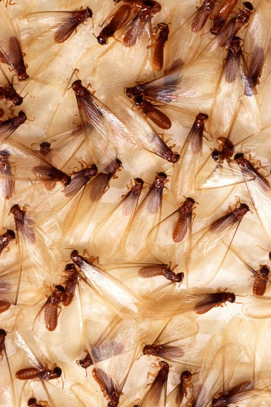 9 Ways to Get Rid of Flying Termites (Natural Home Remedies) BugWiz