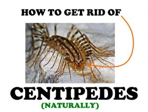 How to Get Rid of House Centipedes Naturally (Ultimate Guide!) | BugWiz