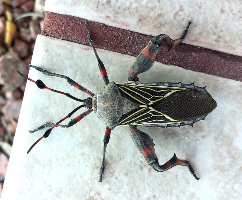 8 Ways to Get Rid of Mesquite Bugs (Naturally) BugWiz