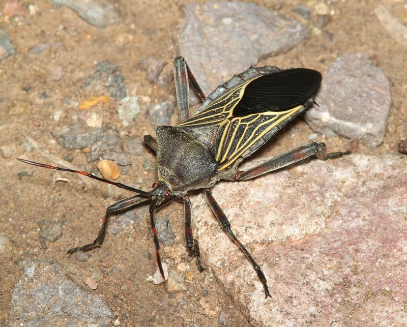 8 Ways to Get Rid of Mesquite Bugs (Naturally) BugWiz