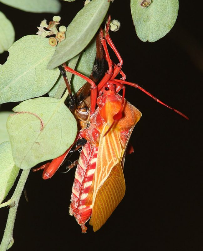 8 Ways to Get Rid of Mesquite Bugs (Naturally) BugWiz