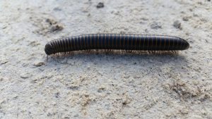 How to Get Rid of House Centipedes Naturally (Ultimate Guide!) BugWiz