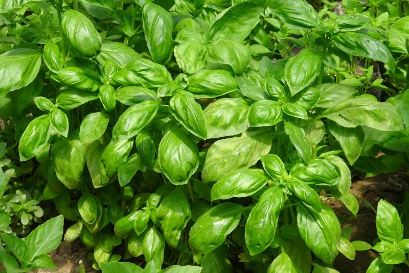 How to Get Rid of Bugs on Basil (Aphids, Beetles, Flies, Mites, and
