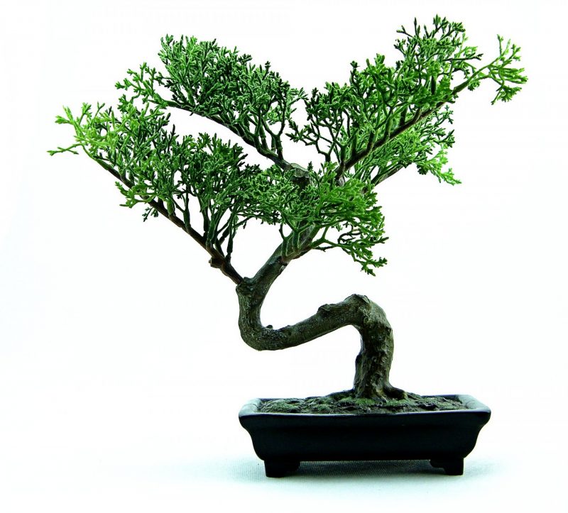 How to Get Rid of Bugs on Bonsai Trees (Naturally!) BugWiz