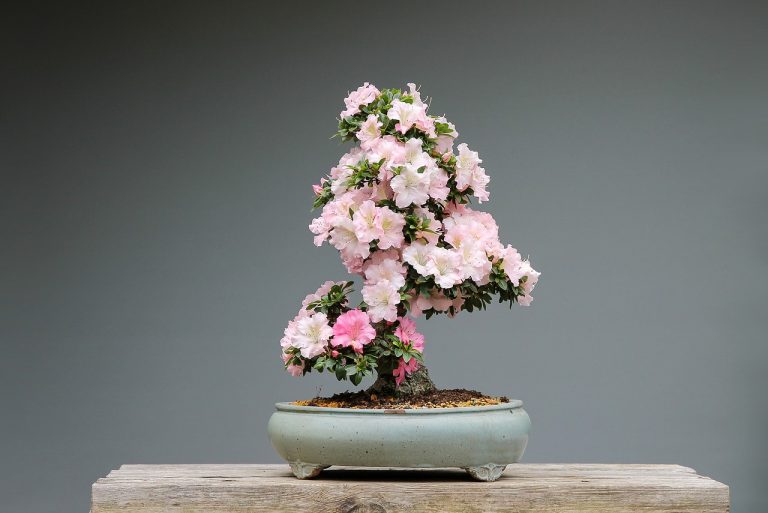 How to Get Rid of Bugs on Bonsai Trees (Naturally!) BugWiz