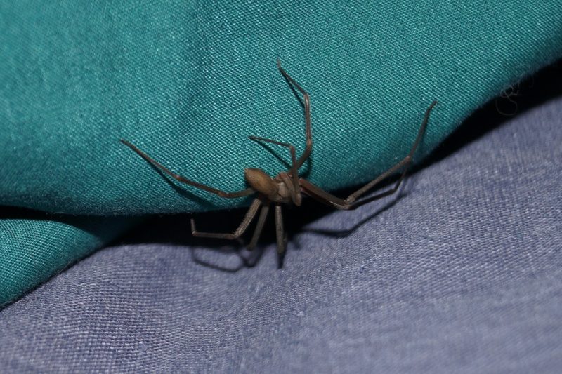 How to Get Rid of Brown Recluse Spiders (Naturally!) BugWiz