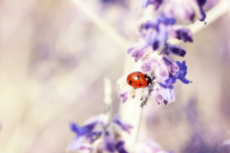 How to Get Rid of Ladybugs in Your Camper or RV BugWiz