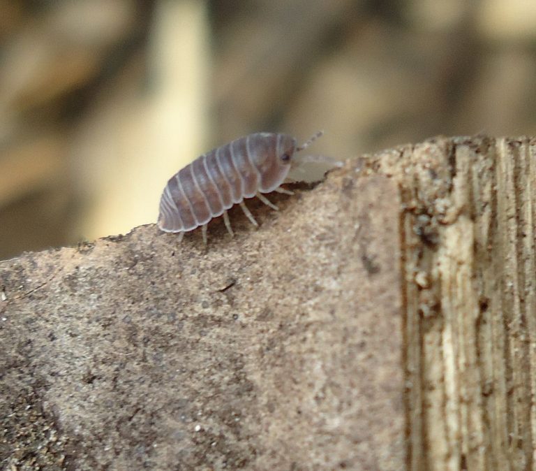 Pill Bugs in the Bathroom? Get Rid of Roly Polys (Naturally) BugWiz