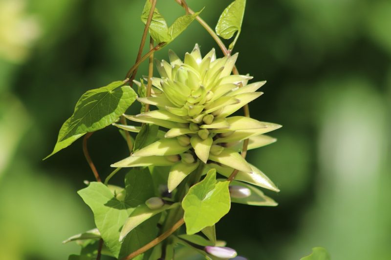 How To Stop Bugs From Eating Hostas Naturally BugWiz