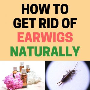 How to Get Rid of Earwigs Naturally (Ultimate Guide) BugWiz