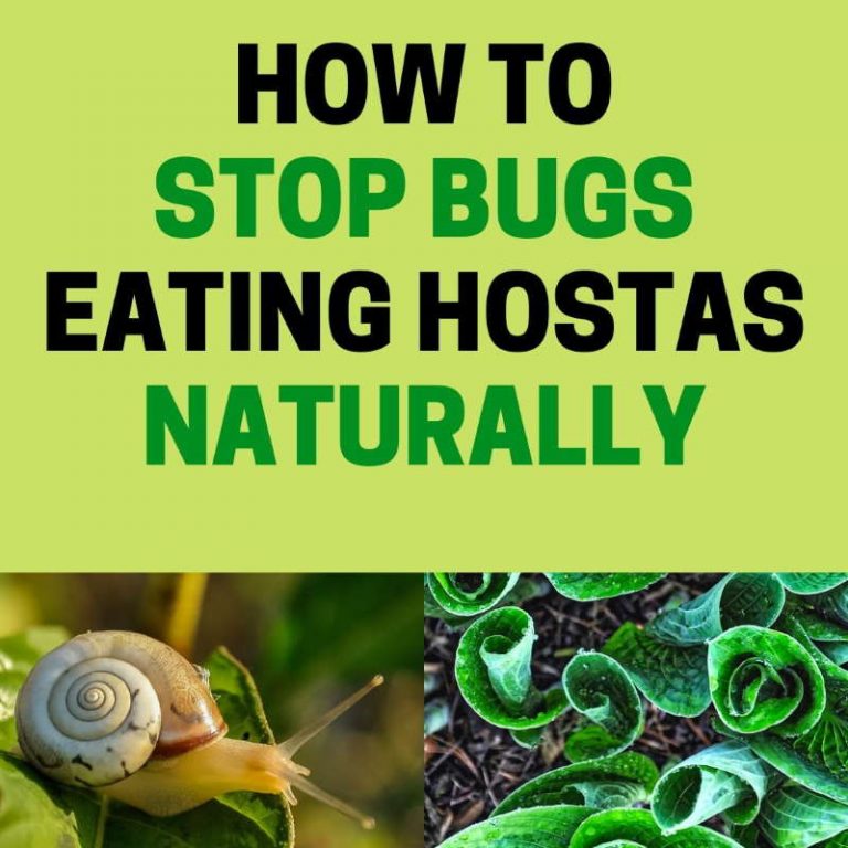 How to Stop Bugs from Eating Hostas (Naturally) BugWiz