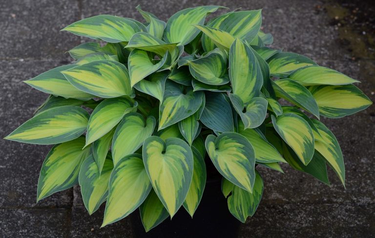 How To Stop Bugs From Eating Hostas Naturally BugWiz