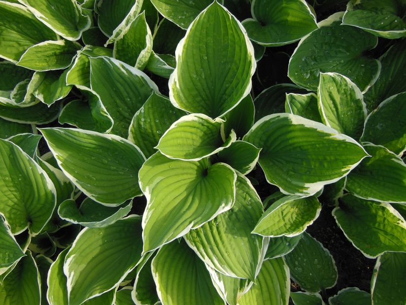 How To Stop Bugs From Eating Hostas Naturally BugWiz