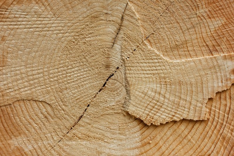 How to Get Rid of Bugs in Firewood and Woodpiles (Naturally) BugWiz