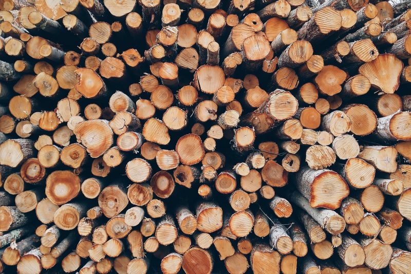 How to Get Rid of Bugs in Firewood and Woodpiles (Naturally) BugWiz