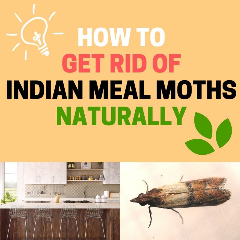 How to Get Rid of Rice Bugs (Rice Weevils) Naturally BugWiz