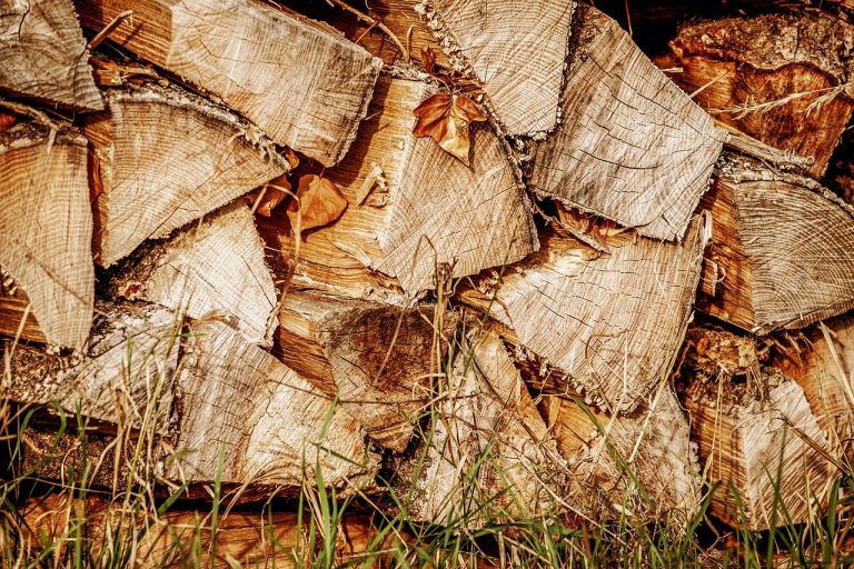 How to Get Rid of Bugs in Firewood and Woodpiles (Naturally) BugWiz