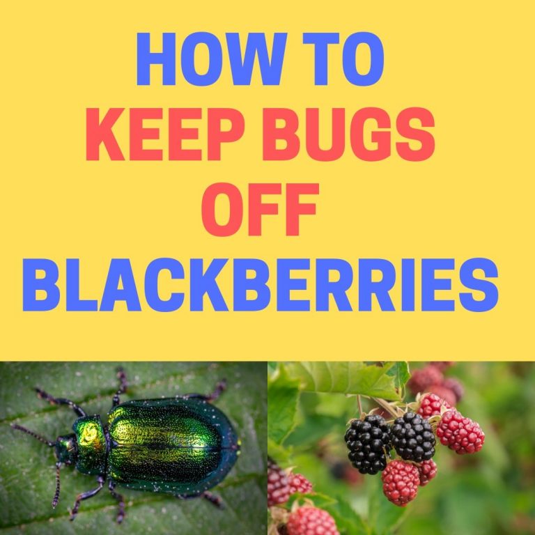 How to Keep Worms, Beetles, and Bugs off of Blackberry Bushes