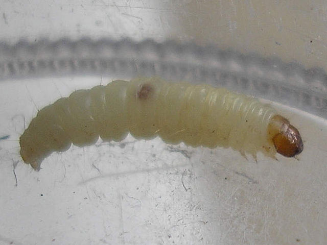 How To Get Rid Of Indian Meal Moths Larvae And Eggs BugWiz