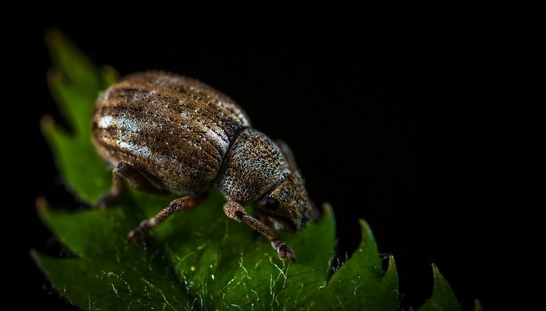 How to Get Rid of Tiny Flying Bugs on Light Fixtures (Naturally) | BugWiz