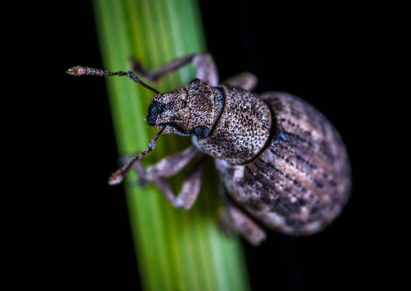 How to Get Rid of Rice Bugs (Rice Weevils) Naturally BugWiz
