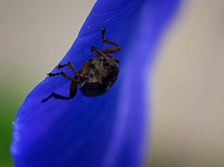 How to Get Rid of Rice Bugs (Rice Weevils) Naturally BugWiz