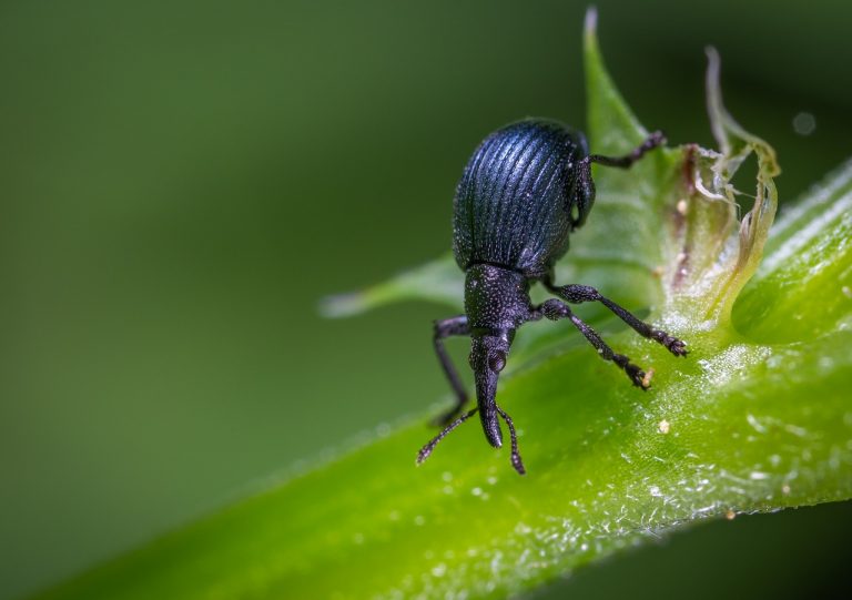 How to Get Rid of Rice Bugs (Rice Weevils) Naturally BugWiz