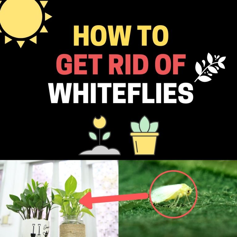 How to Get Rid of Whiteflies on Indoor Plants Naturally (Fast) BugWiz