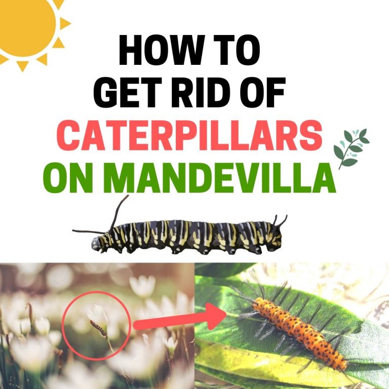 Caterpillars on Mandevilla How to Get Rid of Them (Easy) BugWiz