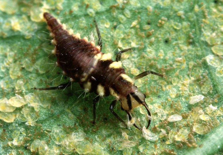 Get Rid of Meyer Lemon Tree Pests (What's Eating My Leaves?) BugWiz