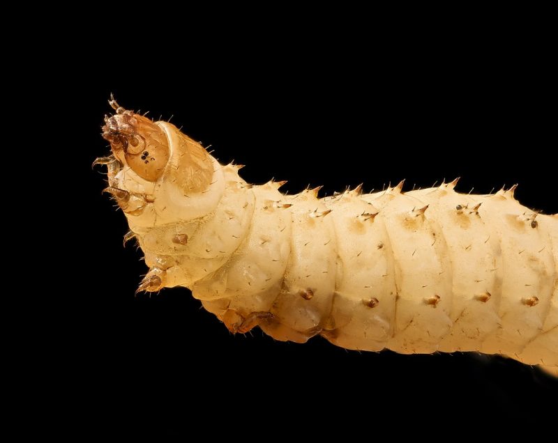 How to Get Rid of Asparagus Beetles Naturally (DIY Home Remedies) BugWiz