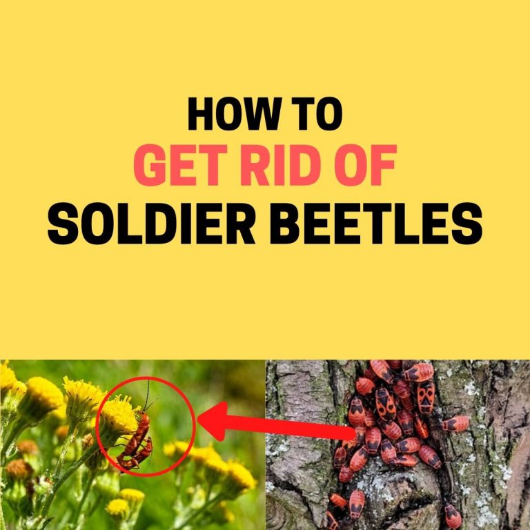 How to Get Rid of Soldier Beetles Naturally (Fast) BugWiz
