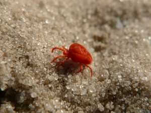How to Get Rid of Mites in the Bathroom Naturally (Psocid Mites) | BugWiz