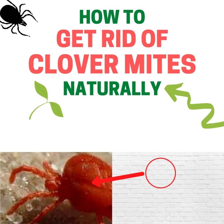 How to Get Rid of Computer Mites in Your Laptop (Fast and Easy) BugWiz