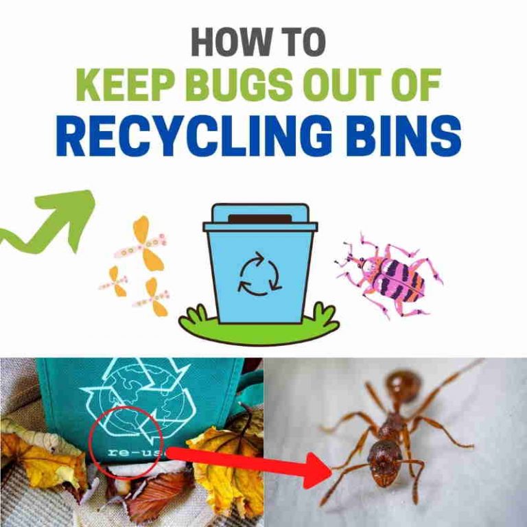 How to Get Rid of Bugs in Recycling Containers (Keep Them Out!) BugWiz