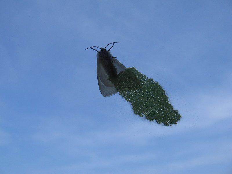 How to Get Rid of Plaster Bagworms Naturally (Home Remedies) BugWiz