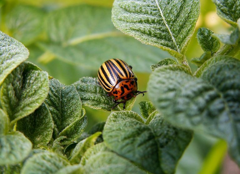 How to Get Rid of Colorado Potato Beetles (Naturally) | BugWiz