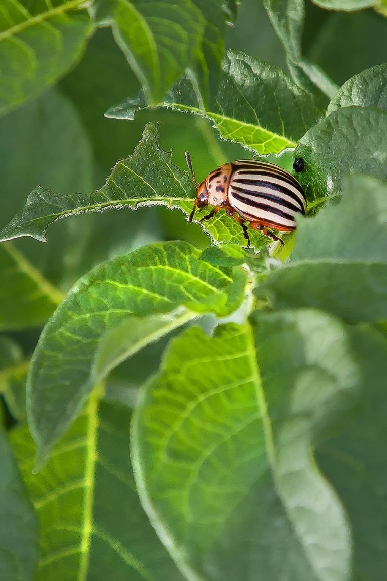 How to Get Rid of Striped Cucumber Beetles Naturally (Fast Remedies